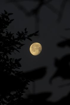 the full moon shines brightly in the dark night sky above some tree branches and leaves