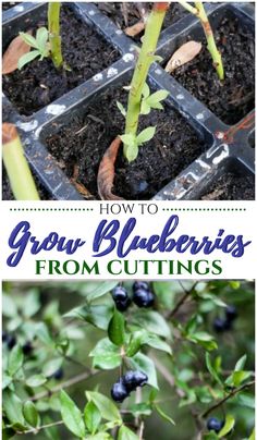 blueberries growing in trays with text overlay how to grow blueberries from cuttings