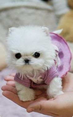 a small white dog in a pink shirt being held by someone's hand with stuffed animals behind it