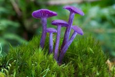 three purple mushrooms growing out of the moss