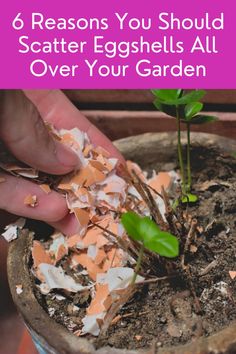 someone is removing leaves from a potted plant with text overlay that reads 6 reasons you should scatter eggshells all over your garden