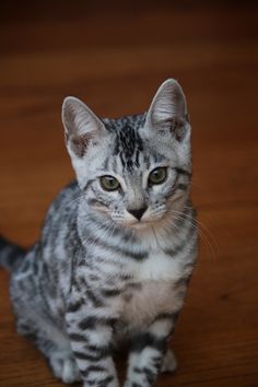 a small kitten sitting on top of a wooden floor