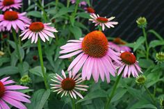 pink flowers with yellow centers in a garden