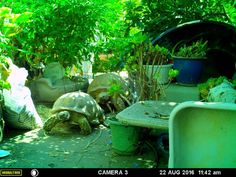 a tortoise is sitting in the middle of a garden