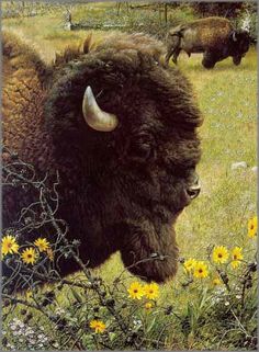 an image of bison in the wild with daisies