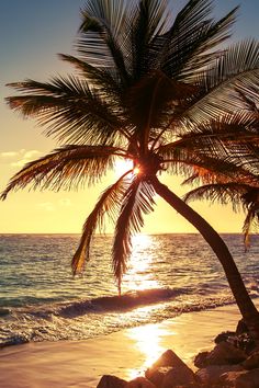 a palm tree on the beach at sunset