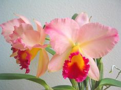 two pink and yellow flowers in a vase