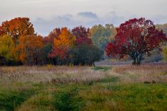 an open field with trees and grass in the foreground, on a cloudy day