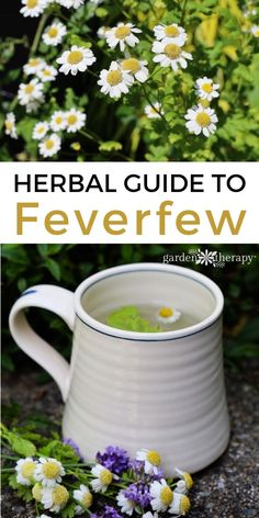 Herbs For Headaches, Feverfew Plant, Medicine Garden, Herbal Medicine Recipes, Herbal Remedies Recipes, Medicinal Herbs Garden, Garden Therapy, Medical Herbs, Herbal Tinctures