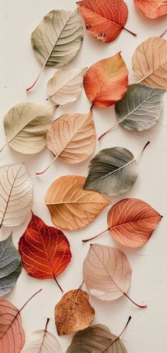 many different colored leaves on a white surface