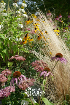 wildflowers and grasses are growing in the garden