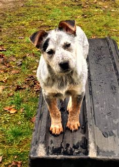 a dog standing on top of a wooden bench in the grass and looking at the camera