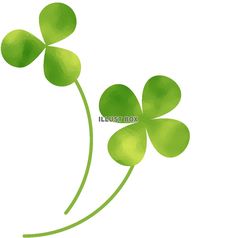 four leaf clovers on a white background