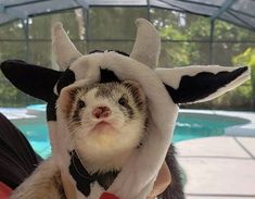 a small animal wearing a costume near a pool