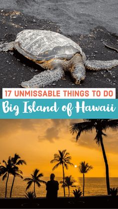 a turtle on the beach with palm trees in the background and text that reads 17 unmissable things to do big island of hawaii