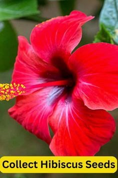 hibiscus seeds, seed collection, saving seeds Hibiscus Seeds, Bunny Quotes, Different Shades Of Red, Seed Collection, Flower Baskets, Hanging Flower Baskets, Hanging Flower, Seed Pods