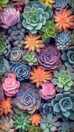 many different types of succulents are arranged in the same pattern and colors