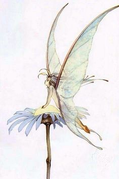 a drawing of a fairy on a flower with its wings spread out and feet extended