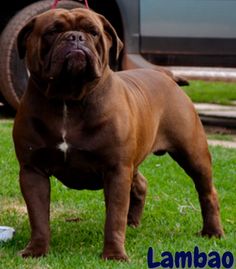 a large brown dog standing on top of a lush green field