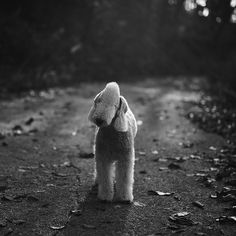 a small white dog standing on top of a dirt road next to trees and leaves