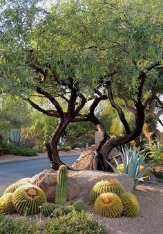 cactus garden with trees and rocks in the foreground