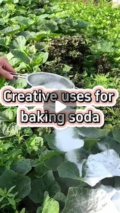 someone is cooking something in a bowl on the ground with green plants behind them and text that reads, creative uses for baking soda