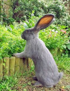 a gray rabbit sitting on its hind legs in the grass next to a wooden fence