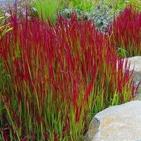 some red grass and rocks in a garden