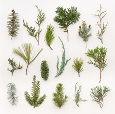 various types of evergreens and pine needles on a white background