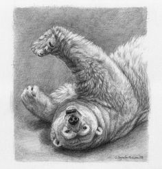 a pencil drawing of a polar bear rolling on its back with it's paw up