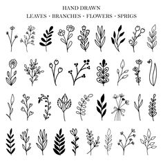 hand drawn leaves, branches and flowers - sprigs