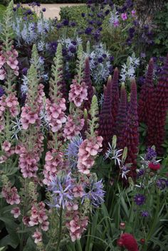 many different types of flowers in a garden with purple and pink blooms on the stems