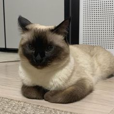 a siamese cat is sitting on the floor