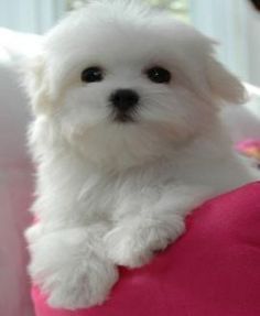 a small white dog sitting on top of a pink pillow