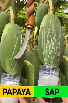 two pictures of papaya being held up to the camera