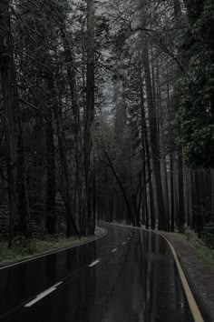 a wet road in the middle of a forest