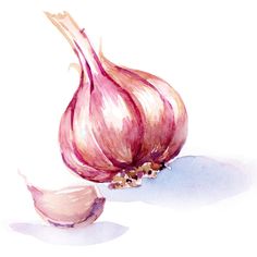 a watercolor painting of an onion on a white background