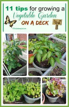 an image of some plants in pots with the title 11 tips for growing a vegetable garden on a deck