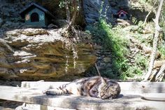 a cat laying on top of a wooden bench next to a stone wall and birdhouse