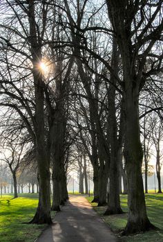 the sun shines through the trees on a path in a park with green grass