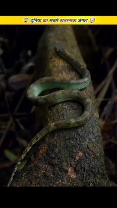 a snake that is sitting on top of a tree branch in the woods with words written below it