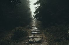 a path in the woods with stepping stones leading up to trees on both sides and foggy sky above