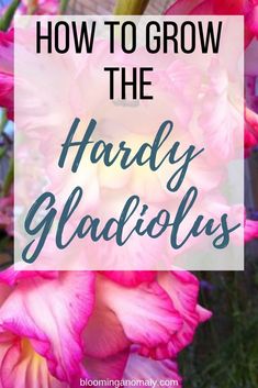 pink flowers with the words how to grow the hardy gladiolus on it