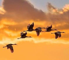 four birds flying in the sky at sunset