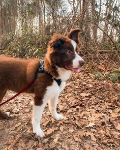 a brown and white dog standing on top of leaf covered ground in front of trees