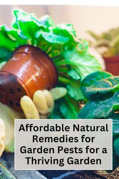 Affordable Natural Remedies for Garden Pests for a Thriving Garden Chives Plant, Induce Labor, Japanese Beetles, Natural Pest Control, Health Clinic, Garden Pest Control, Meteor Garden 2018