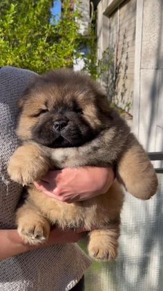 a person holding a small brown dog in their arms and it's eyes closed