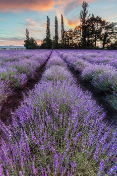 lavender field at sunset with trees in the background