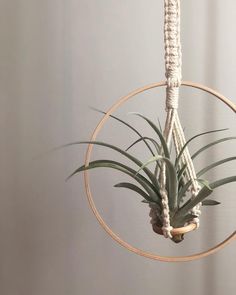 an air plant hanging from a rope in a circle