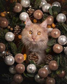 a cat is surrounded by christmas ornaments and pine cones